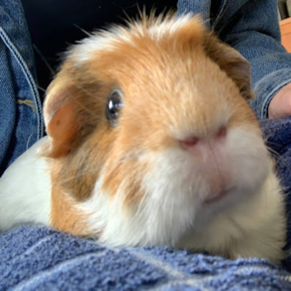 Meet your Posher, Bella